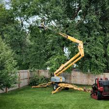 Best Tree Preservation Services  in Buffalo Grove, IL